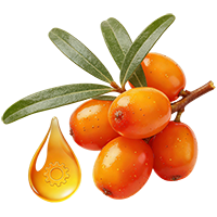 沙棘文冠果深加工产品